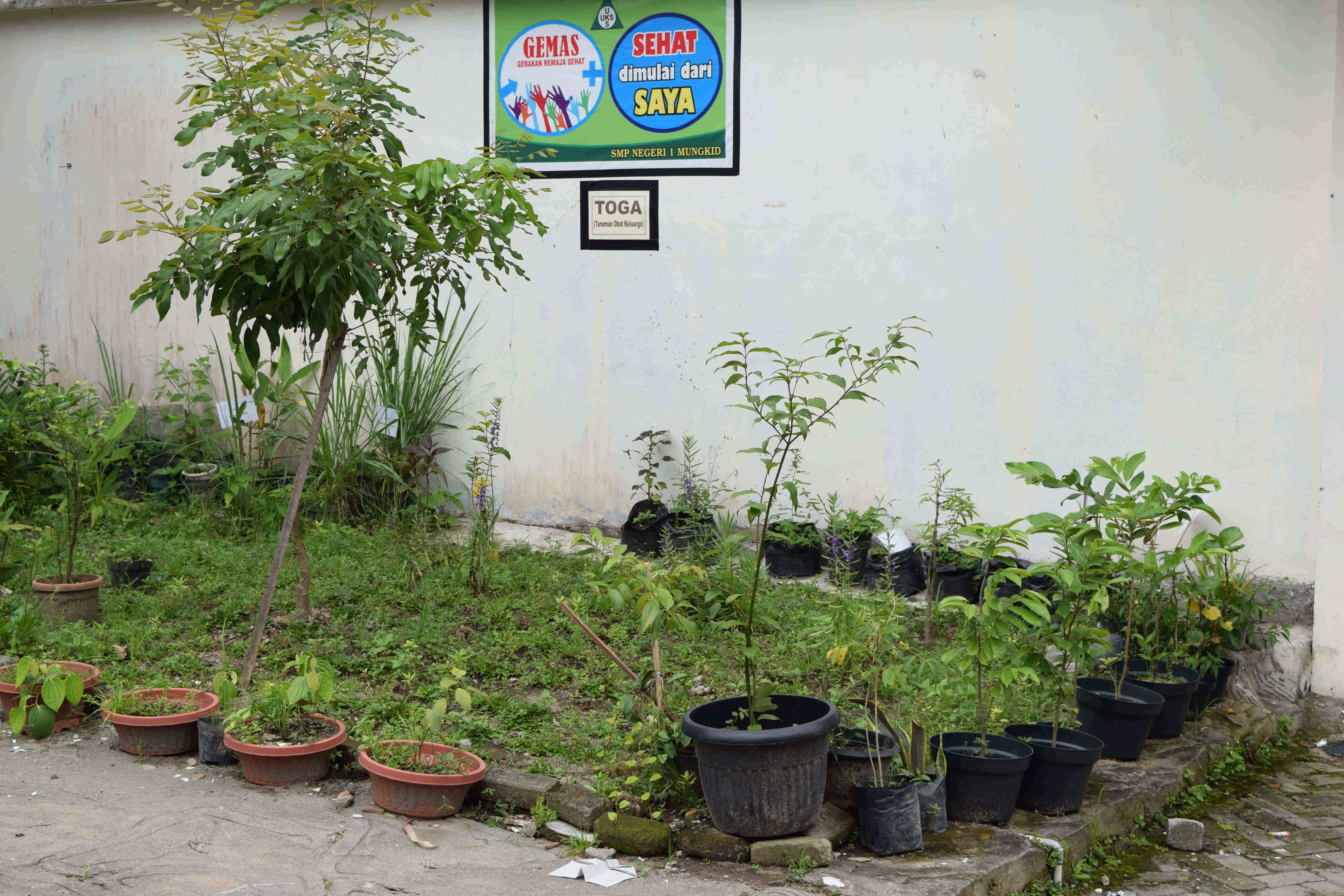 GREEN HOUSE 2